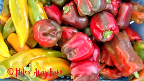 IMG_20170901_160909288_HDRwatermark