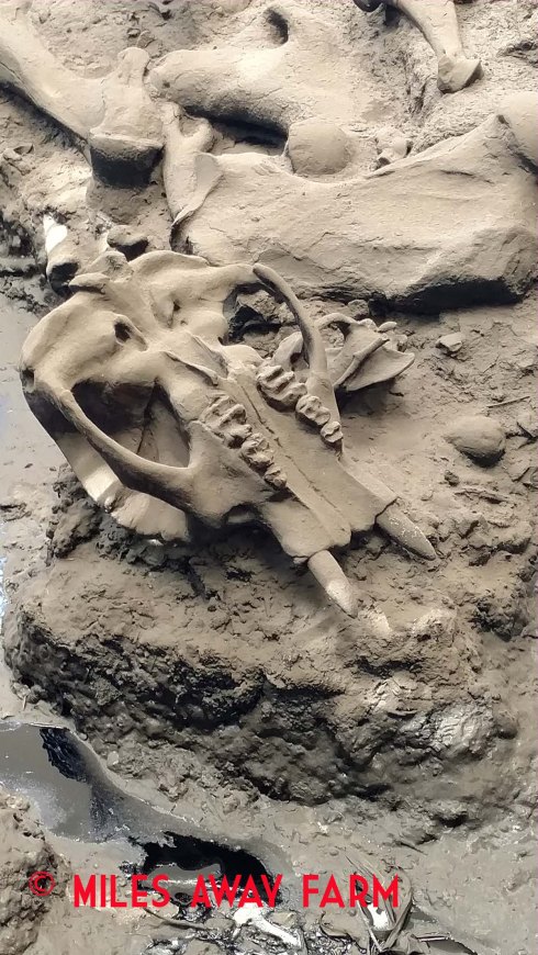 IMG_20180123_120612055watermark