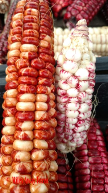 IMG_20160919_175334219watermark