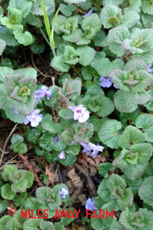 Ground Ivy plants. Glechoma hederacea.