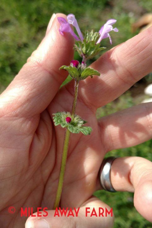Henbit leaves clasp around the stem.