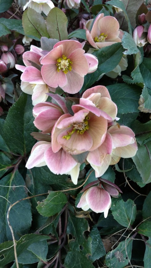 IMG_20180311_162741091