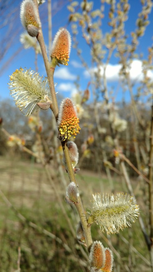 IMG_20180319_153451974