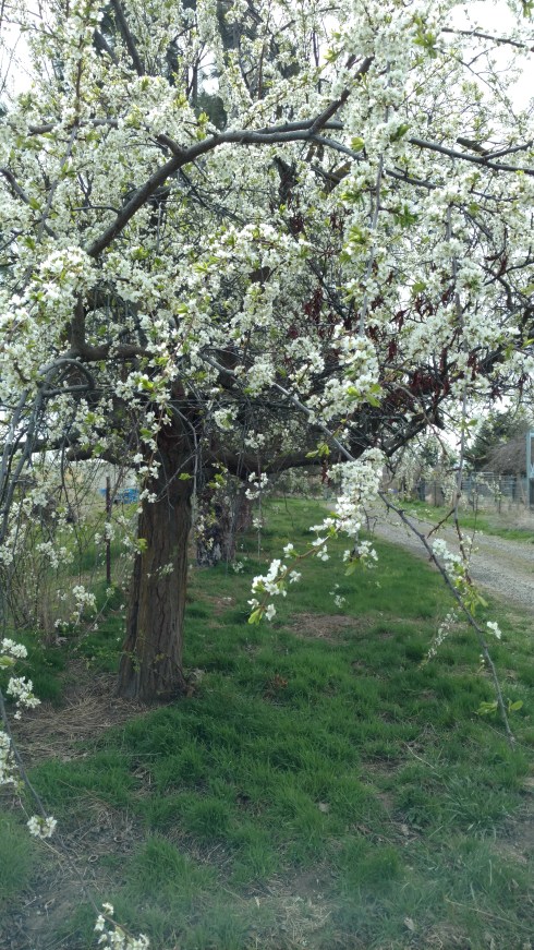 IMG_20180330_125529219