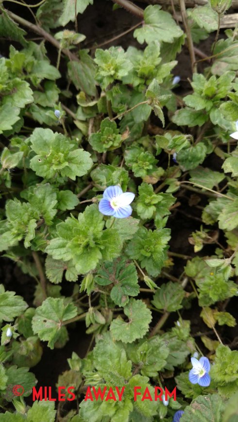 Persian Speedwell - Veronica persica