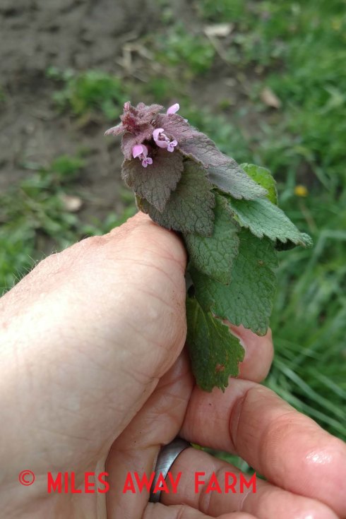 Purple Deadnettle, Lamium purpureum.