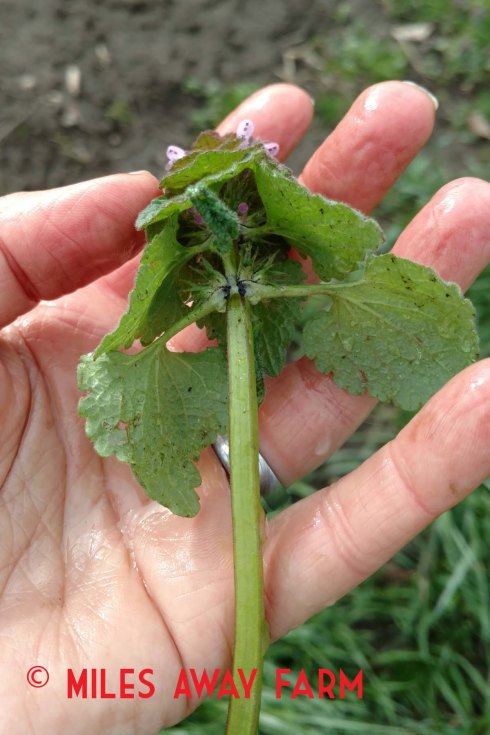 Underside of purple deadnettle leaves