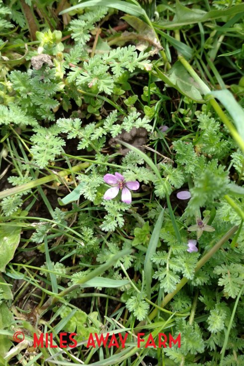 Storksbill - Erodium cicutarium.