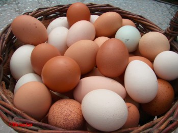 Basket of farm fresh eggs