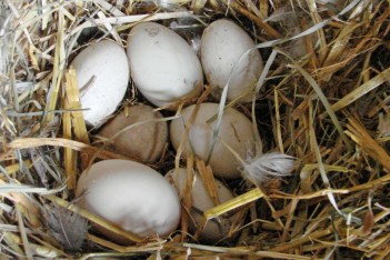 Duck Egg Nest