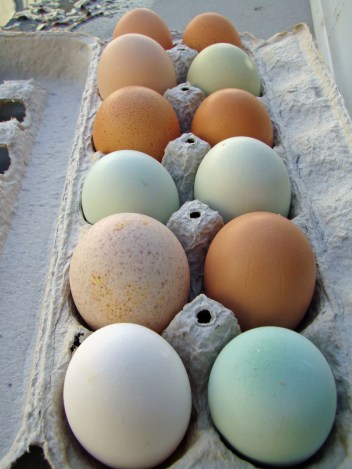 Carton of eggs
