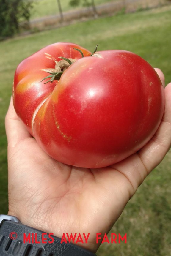 IMG_20180704_102630357watermark