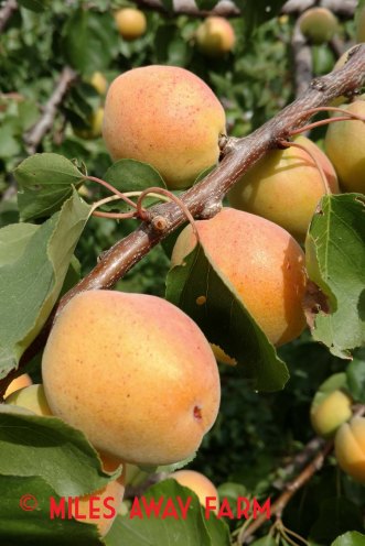 IMG_20180704_104550333-1watermark