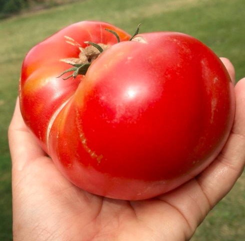 Mortgage Lifter heirloom Tomato