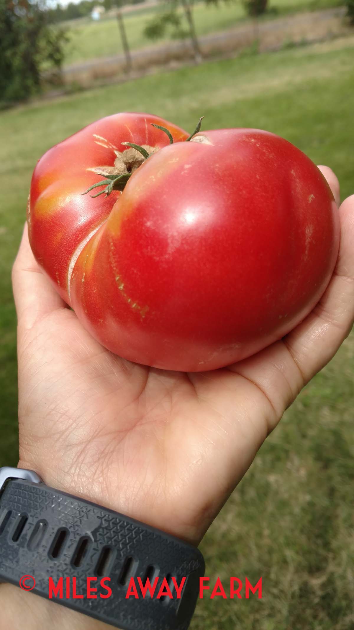 Mortgage Lifter heirloom Tomato