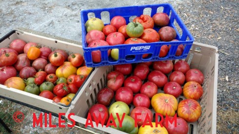 Big harvest heirloom tomatoes