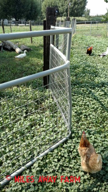 Fence gate bent from overactive ram