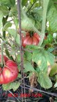 Brandywine heirloom tomato