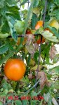 Valencia heirloom tomato
