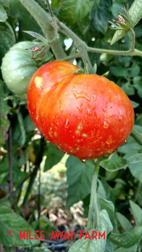 Heirloom tomato