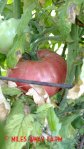 German Pink heirloom tomato
