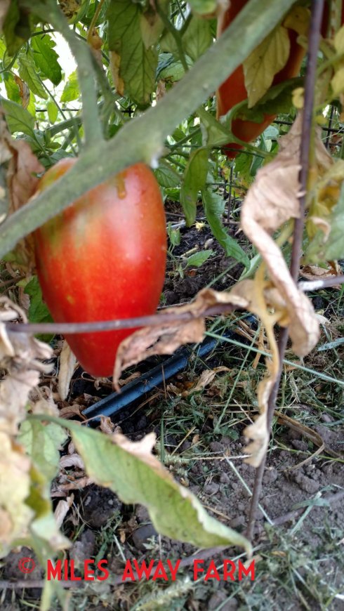 San Marzano heirloom tomato