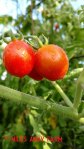 Principe Borghese cherry tomato