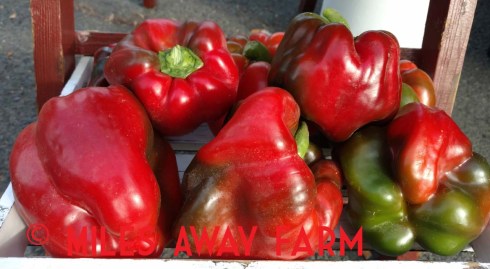 IMG_20180915_093135923watermark