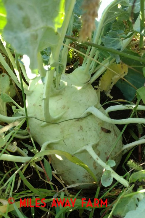 Overgrown kohlrabi