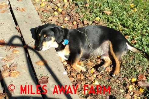 Charlie the dog lounges in the sunshine.