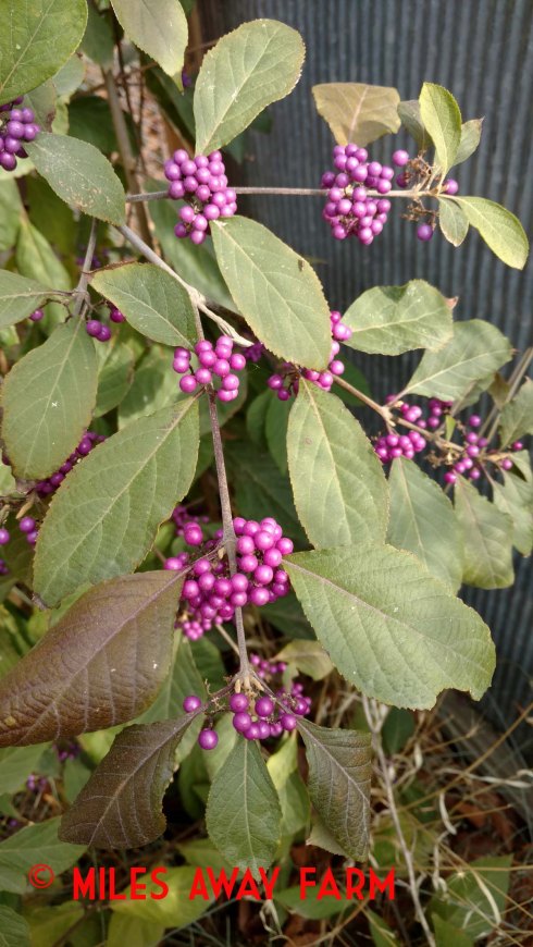 Beatuyberry. Callicarpa.