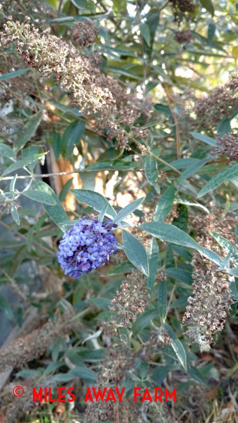 Butterfly bush (Buddleia davidii)