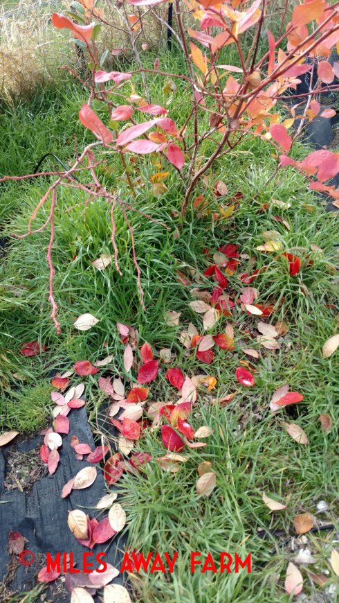 Colorful blueberry leaves, fallen on the ground