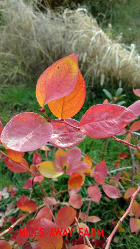 Blueberry leaves turn color in fall.