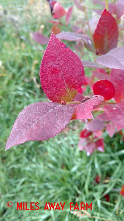 Blueberry leaves turn color in fall.