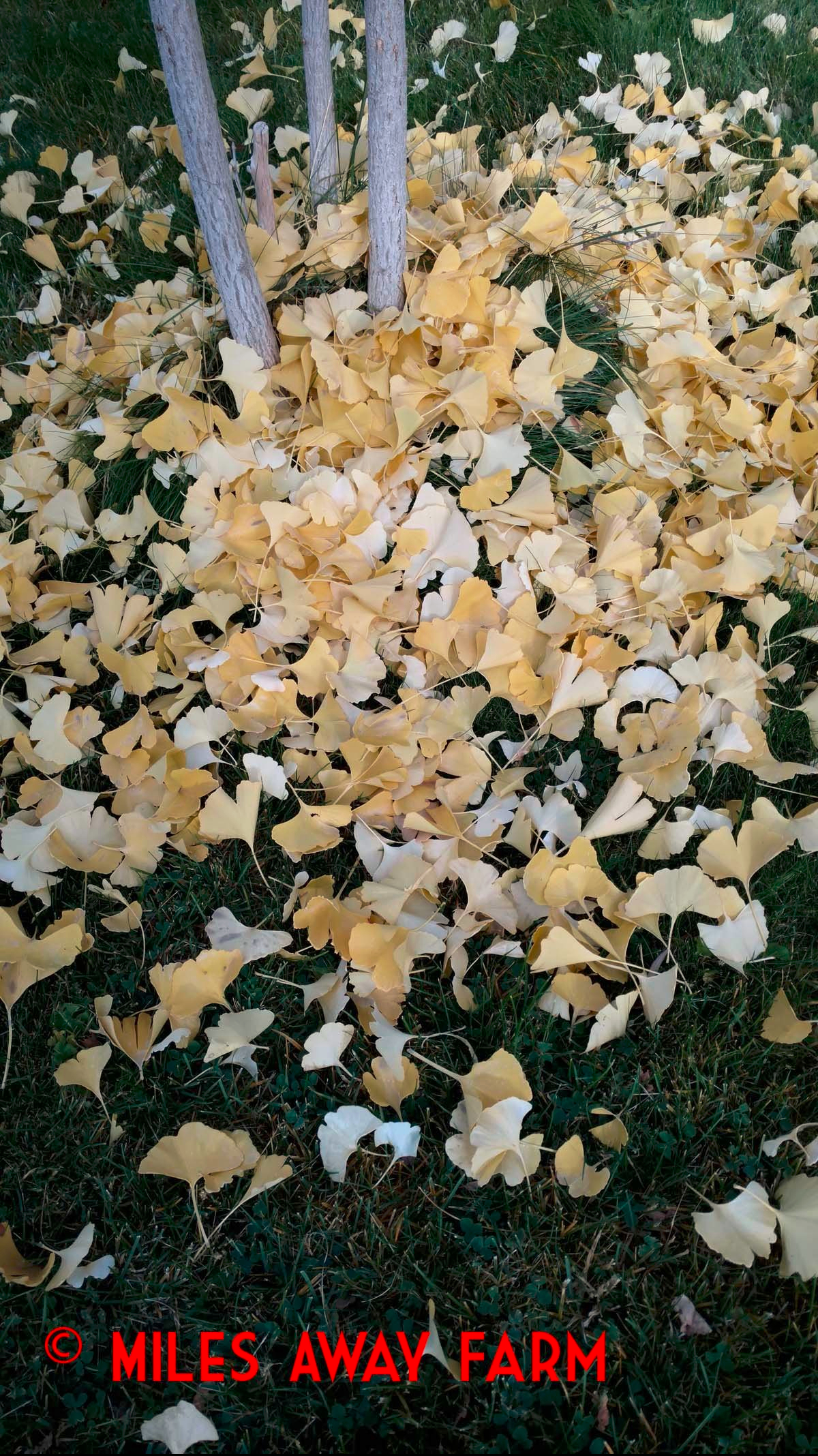 Ginko leaves in fall