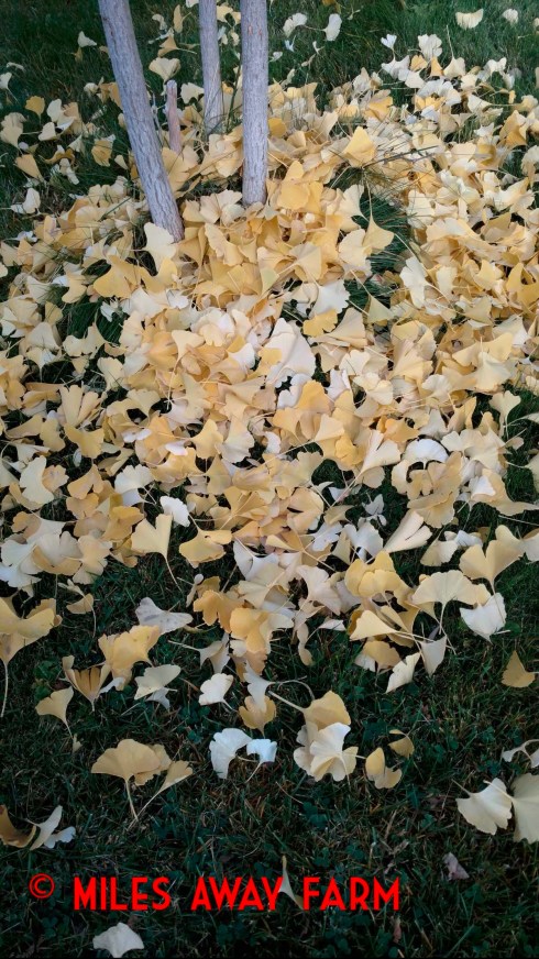 Ginko leaves in fall