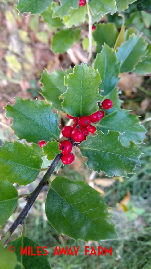 Holly berries. Ilex species. 