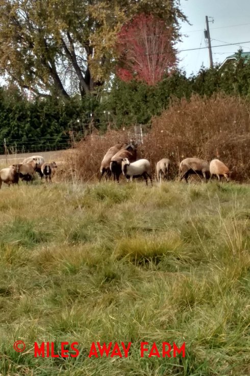 American blackbelly sheep eating tomatoes