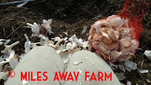 Garlic planting time.