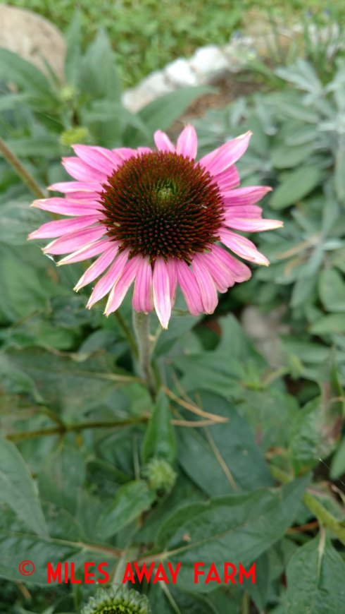 Echinacea flower.