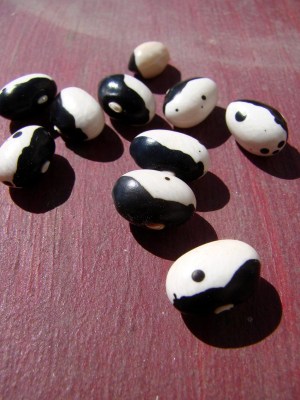 Yin Yang Beans - aka calypso