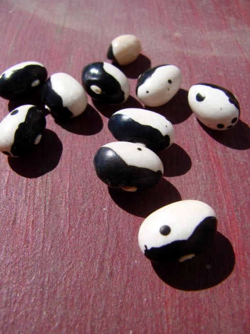 Yin Yang Beans - aka calypso