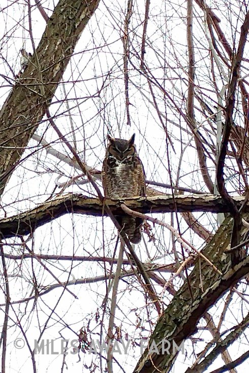 IMG_20190201_112533watermark