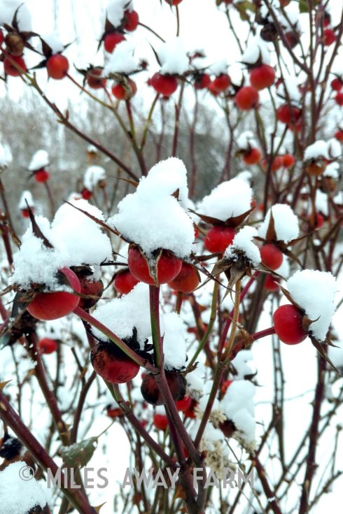 IMG_20190210_124142133_HDRwatermark