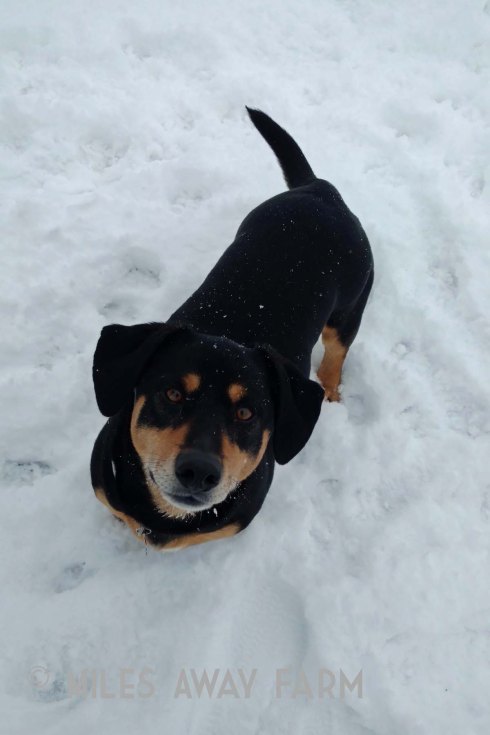 IMG_20190210_133203816watermark