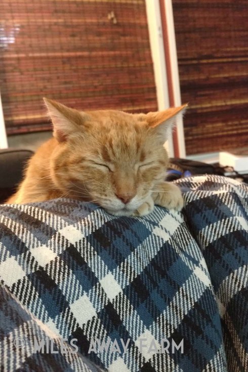 IMG_20190212_202004029watermark