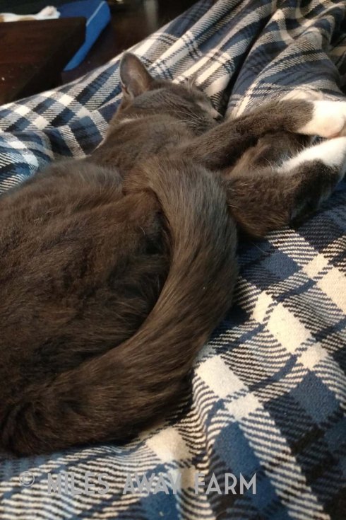 IMG_20190212_212408353watermark