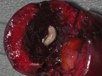 CherryFruitFlyMaggot