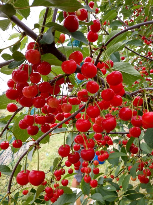 IMG_20190621_122610765_HDR